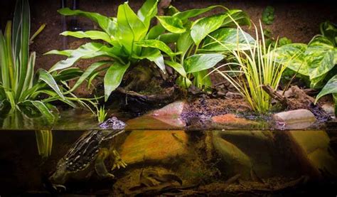 African Bullfrog Lifespan: How Long Do They Live