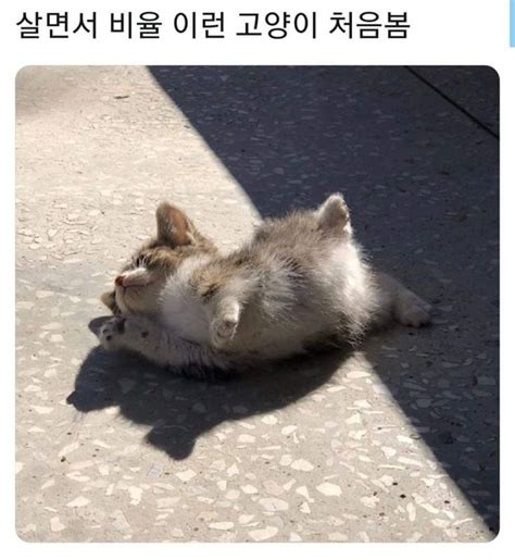 동물에 있는 🚰·̫🚰님의 핀 아기 동물 웃긴 아기 동물 웃긴 동물 사진