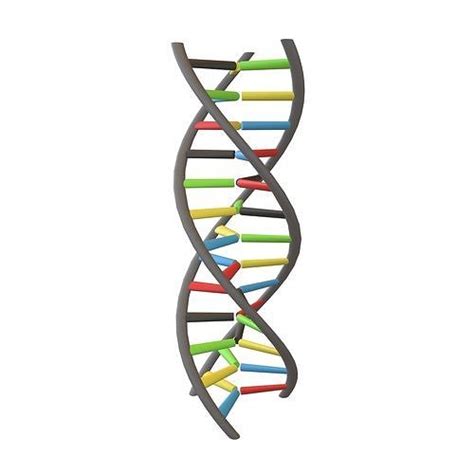 Triple Helix Dna V1 003 3d Model Cgtrader