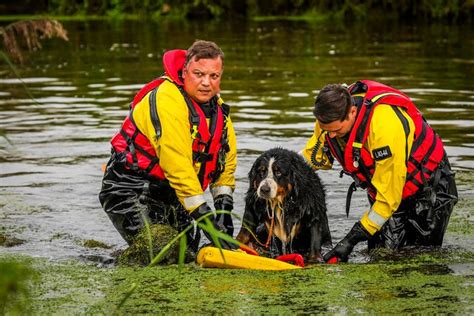 Brandweer Redt In Het Water Gesukkelde Hond Uit De Dommel Eindhoven