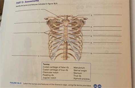 Solved Part D Assessments Identify The Bones And Features Chegg