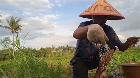 Kebijakan Terbaru Pupuk Subsidi Di Bondowoso Hanya Jenis Urea Dan NPK