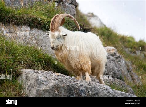 Feral male kashmir goat on hi-res stock photography and images - Alamy