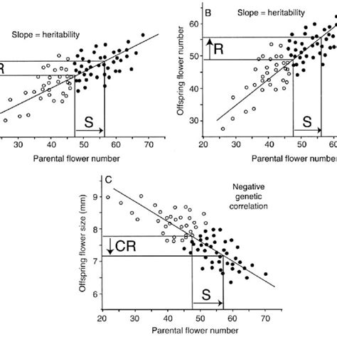 Hypothetical Data Depicting Heritability Response To Selection