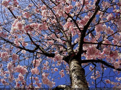 Quel Est L Arbre Qui Fleurit En Premier Au Printemps Housekeeping