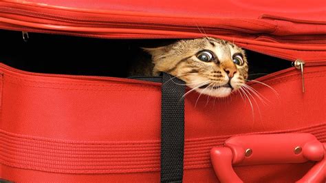 How to Travel with Your Cat | Cat Care - YouTube