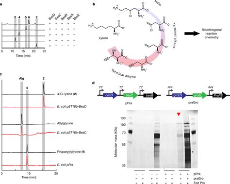 In vitro and in vivo reconstitution of βes biosynthetic pathway a In