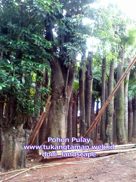 Jual Pohon Pule Supplier Pohon Pulay Murah Tanaman Pulai Pohon