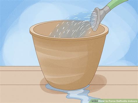 4 Ways To Force Daffodils Indoors Wikihow Life