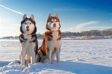 Los Misterios Del Husky Siberiano Datos Que Quiz S No Conoces