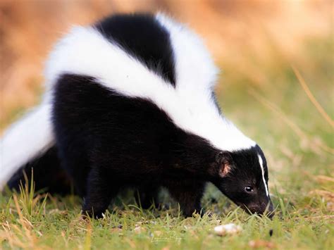 Skunk Profile And Information