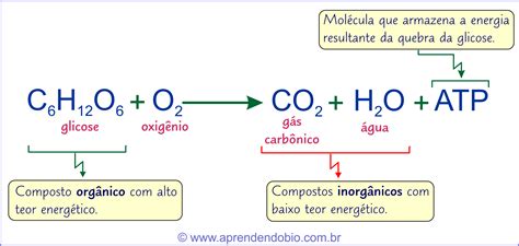 Consumidores Aprendendo Biologia