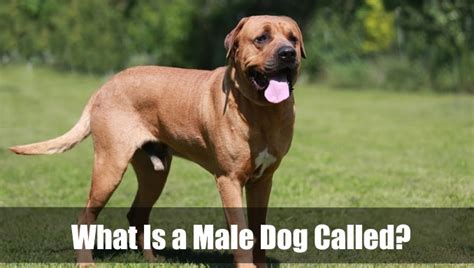 What Is A Male Dog Called? Why Are They Called That?