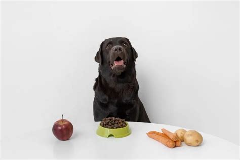 Saiba Quais Frutas O Cachorro Pode Comer Evite Problema De Sa De Em