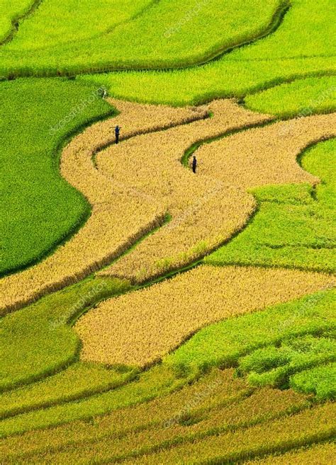 Rice Fields On Terraced Of Mu Cang Chai YenBai Vietnam Stock Photo