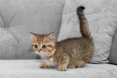 All About Munchkin Cats | ASPCA® Pet Health Insurance