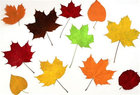 Leaves Colorful Autumn Collage Fall Foliage Nature Leaf Color