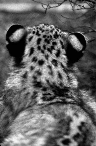 Snow Leopard Cub By Art Photo On Deviantart