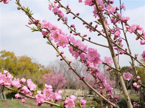 【桃の花が咲く季節は？】開花時期はいつ頃？花言葉とその由来は？ Horti 〜ホルティ〜 By Greensnap