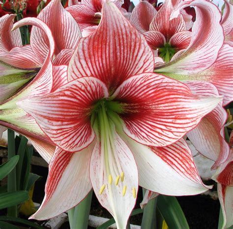 Amaryllis Bulbi Flori La Ghiveci Este Regina Florilor Iarna