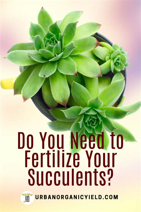 How Do You Fertilize Your Succulents Succulent Fertilizer