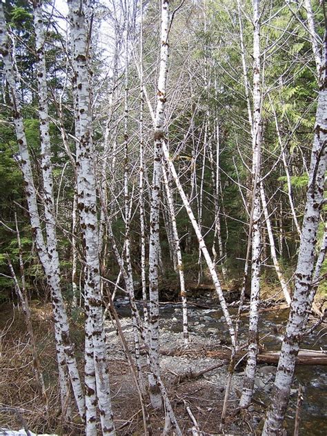 Alder Trees Etolin Island Alaska Everything Alaska Pinterest