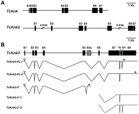 Schematic Diagram Of The Exon Intron Organizations Of The Putative Download Scientific Diagram