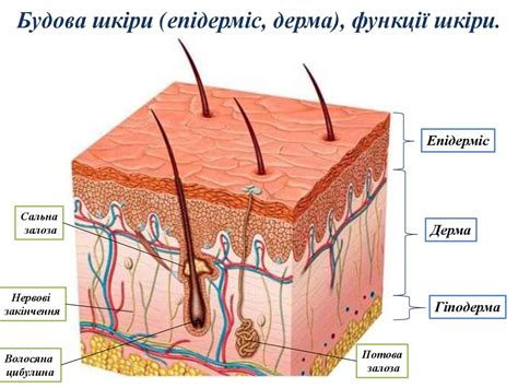 Головний мозок - презентация онлайн