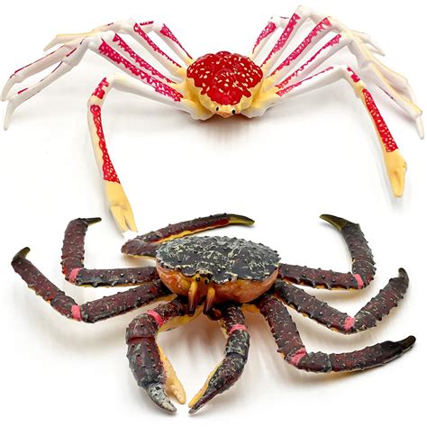 Spider Crab