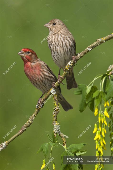 Male and female house finches on blossoming branch — perched, daylight ...