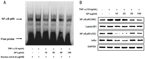 Effect Of Ap On Tnf α Induced Nf κb Activation In Huvecs Cells Were