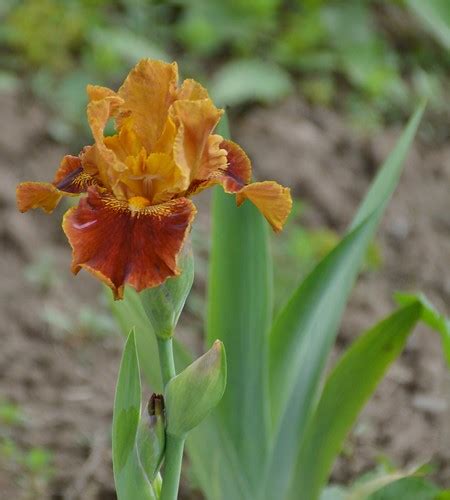 Rustler S Rhapsody Border Bearded Iris Iris Laking Gard Flickr