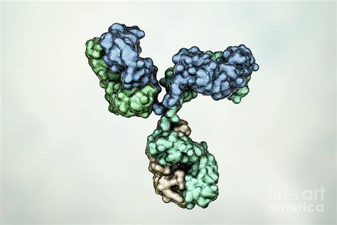 Immunoglobulin G Antibody Photograph By Kateryna Kon Science Photo