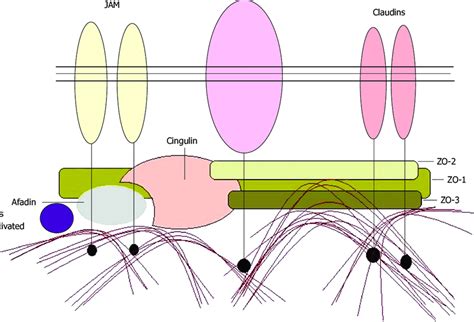 Assembly Of Tight Junction Proteins Jam Junctional Adhesion Molecule