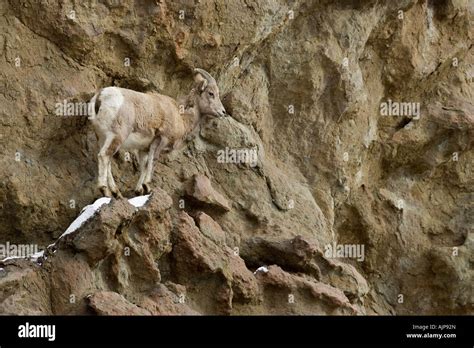 Bighorn Sheep On Cliff Stock Photo Alamy