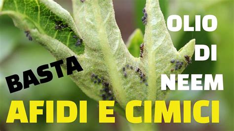 Olio Di NEEM 100 Vegetale Contro Afidi Cimici E Cocciniglia YouTube