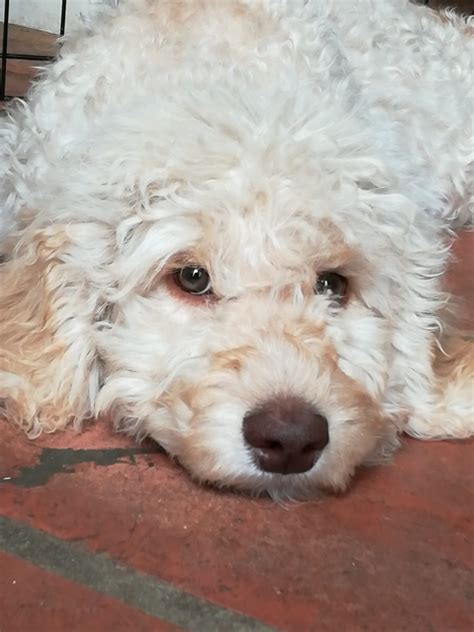 Cream Australian Labradoodle Puppy Labradoodles Of Logan Ranch