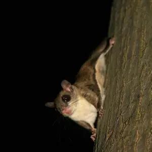 Southern Flying Squirrel - Facts, Diet, Habitat & Pictures on Animalia.bio