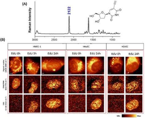 Edu As An Alkyne Tagged Raman Probe For Detection Of Dna In Ec Of