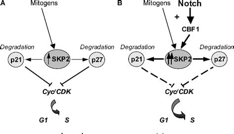 Figure From Notch Modulates Timing Of G S Progression By Inducing