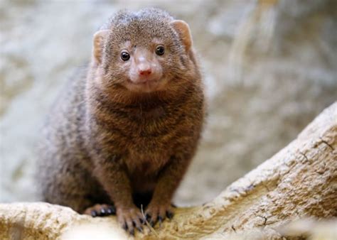 31 Magnificent Mongoose Facts: The Noble Snake Killer (34 Species ...