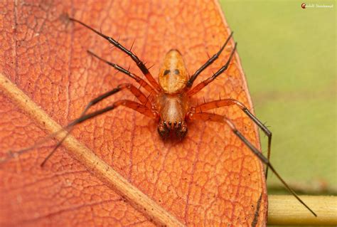 African Hermit Spider From Maputaland South Africa On November 11