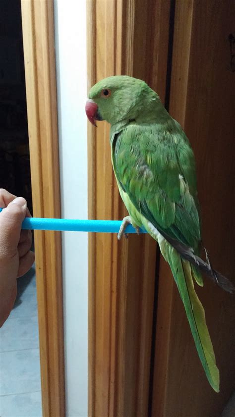 my Indian ringneck parrot :) - Dreamtime Photo (38787863) - Fanpop