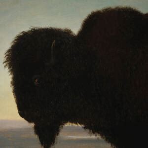 A Bull Buffalo Painting by Albert Bierstadt - Fine Art America