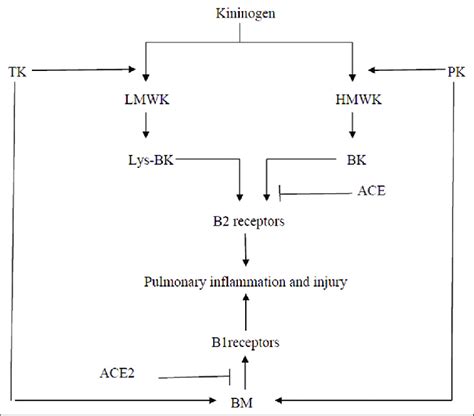 Bradykinin pathway in pulmonary inflammation and injury. PK: Plasma ...