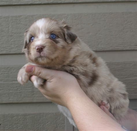 Chiot Berger Australien Univers Jupiter Des Mille Et Une Pattounes