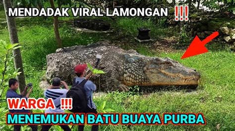 Mendadak Viral Misteri Batu Mirip Kepala Buaya Purba Di Lamongan