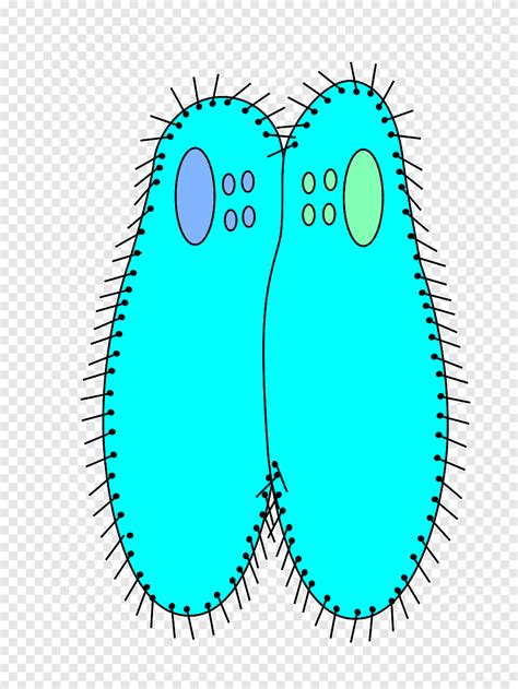 Paramecium Caudatum Paramecium Bursaria Konjugasi Bakteri Paramecium