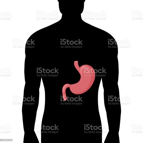 Human Stomach Anatomy In Silhouette Male Body Stock Illustration