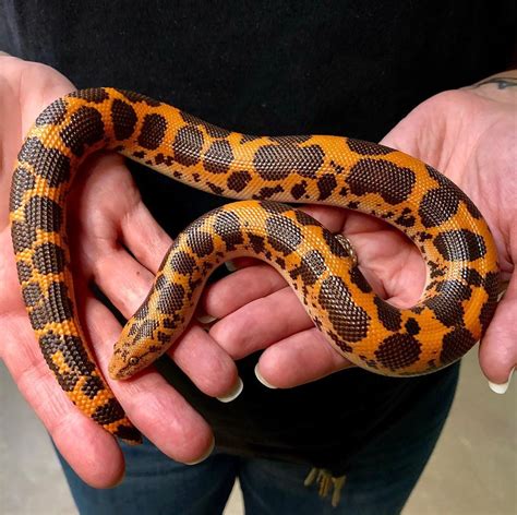 Richard Allen On Instagram Big Gorgeous Male Nuclear Kenyan Sand Boa